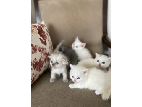 2 aylık güzeller güzeli scottısh bebekler