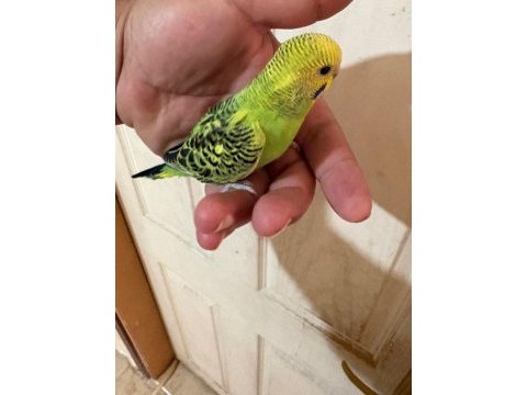 36 günlük renk güzeli muhabbet kuşu bebek
