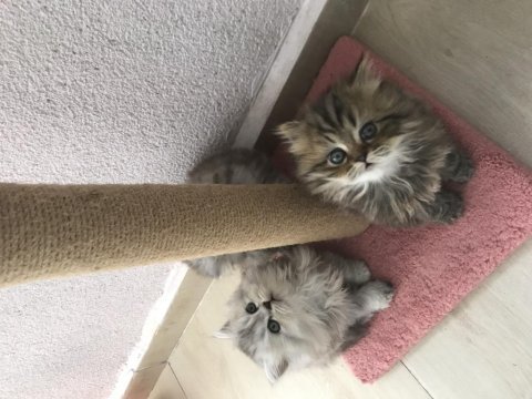 British longhair yavru kedimiz