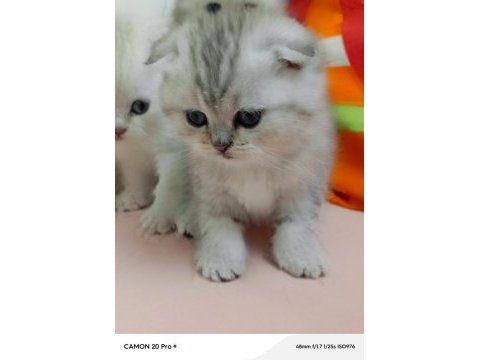 Scottish fold yavrular
