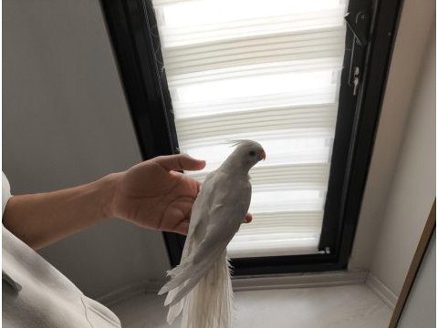 Yavru bakmış kırmızı göz dişi albino sultan papağanı
