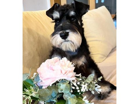 Fcı pedigreeli miniature schnauzer yavrusu