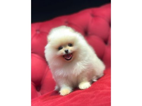Ayı surat pomeranian boo