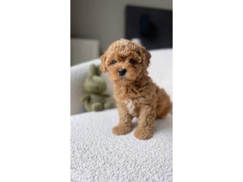 Şirin maltipoo bebeklerimiz yeni yuvasını arıyor