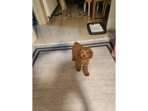 6 aylık korea poodle