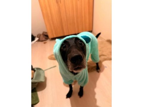 American labrador şila