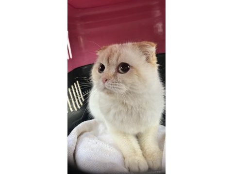 6 aylık dişi scottish fold