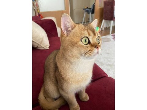 British shorthair golden