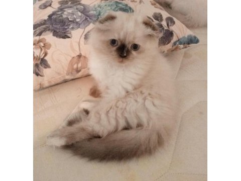 Uyguna brittish longhair acil 2 aylık dişi