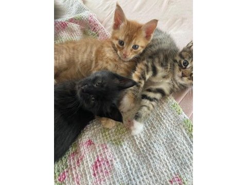 Saf kan maine coon yavruları