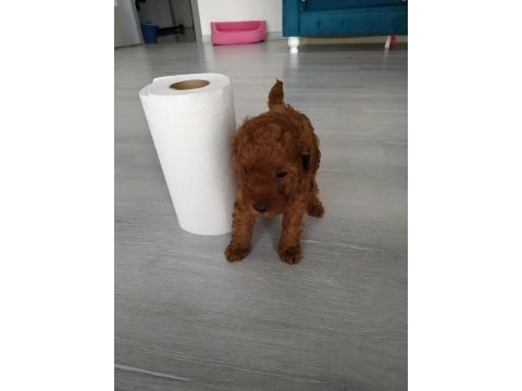 Ruhsatlı çiftlikden  en elit toy poodle yavrular