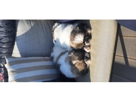 Pekinez yavru köpeğimiz imperial cinsi