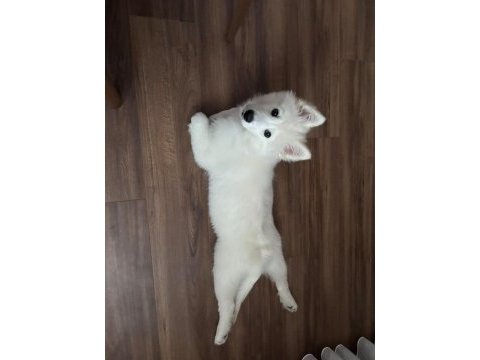 9 aylık eğitimli dişi samoyed sahiplendirme