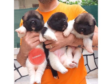 American akita puppy