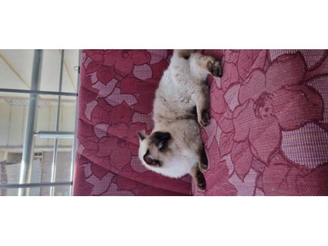 Safkan full şecereli ragdoll