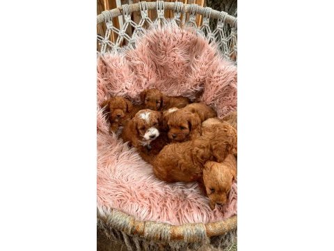 Koyu kahverengi aşılı maltipoo yavrularımız
