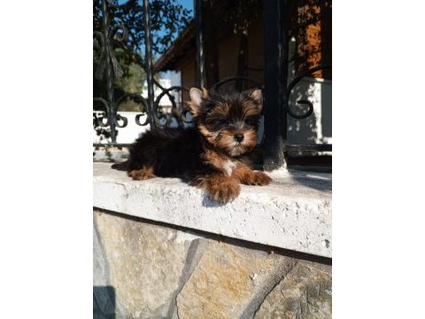 Yorkshire terrier yavrular