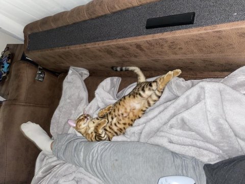 Saf gold bengal kedisi