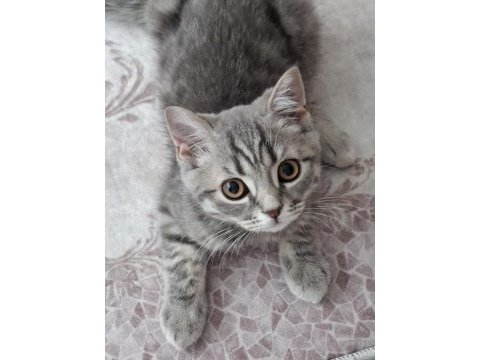 British shorthair 3 aylık kedimiz