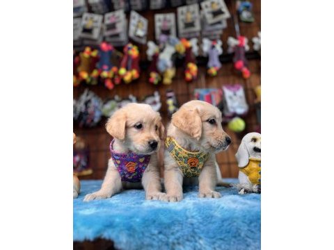 Her eve uygun golden retriever bebekler