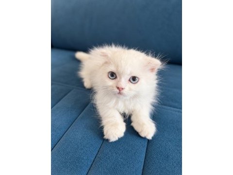 Orjinal beyaz british shorthair yavru mavi gözlü