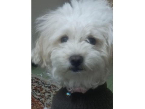 Maltipoo cinsi 5 yaşında dişi