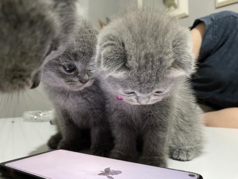 Gri scottish fold cins kedimiz
