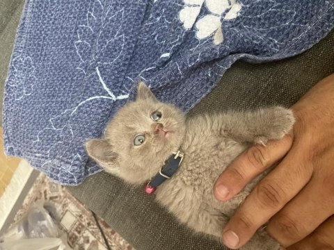 60 günlük scottish fold