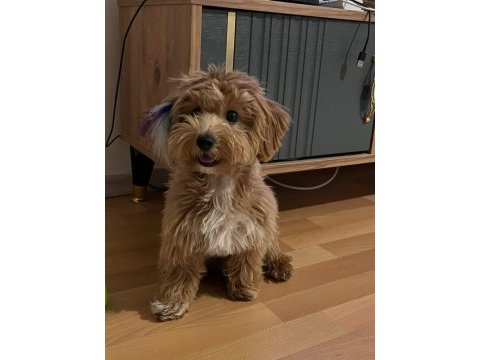 Maltipoo 7 aylık