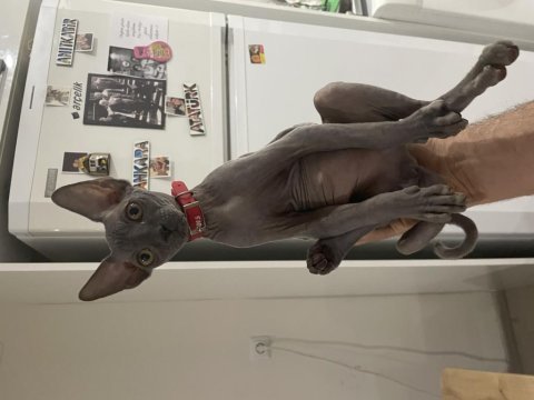 Orijinal 3 aylık erkek sphynx
