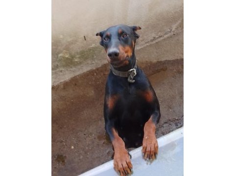 Bazı nedenlerden dolayı köpeğimi vermek zorundayım