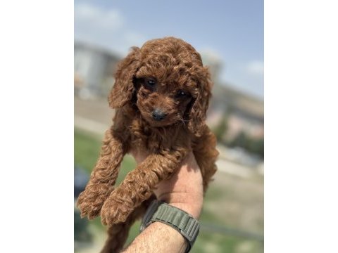 Petmode köpek çifrliğinden kore toy poodle yavrular