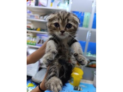 50 6 adet yavru scottish fold