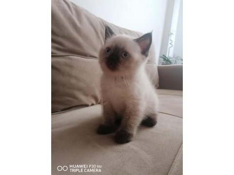 2 aylık dişi ve erkek british shorthair yavrular