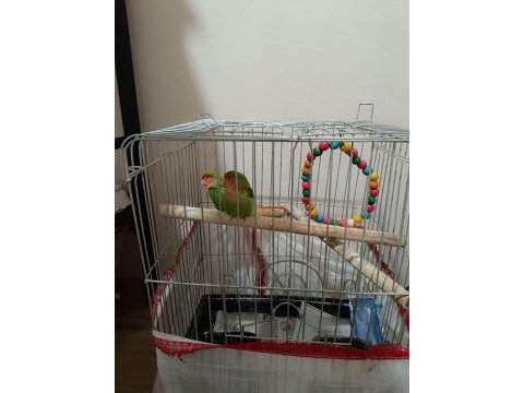 3 aylık sevda papağanı