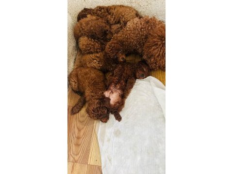 Kore red brown safkan toy poodle yavrular
