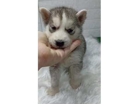 Husky yavrularımız