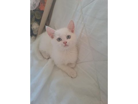 Yavru british shorthair kedimiz