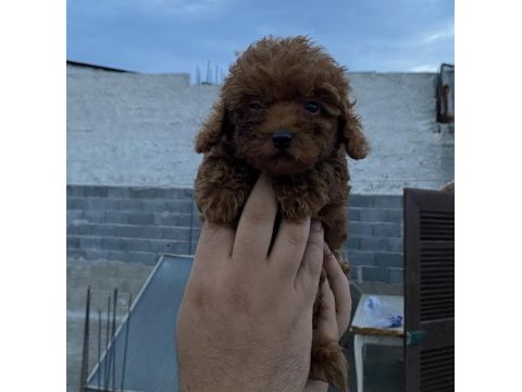 Sağlık garantili toy poodle yavrular