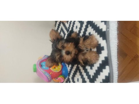 3 aylık dişi tea cup yorkshire terrier