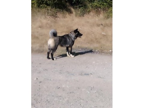 Süper anatomi akita inu