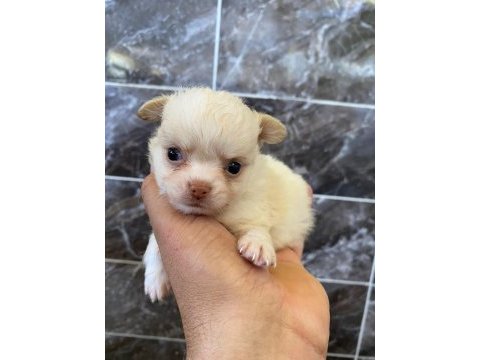 Orjinal elma kafa minyatür şivava köpekler