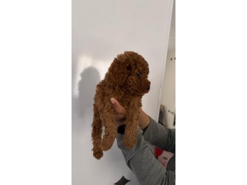 Toy poodle bebekleri 3 aylık