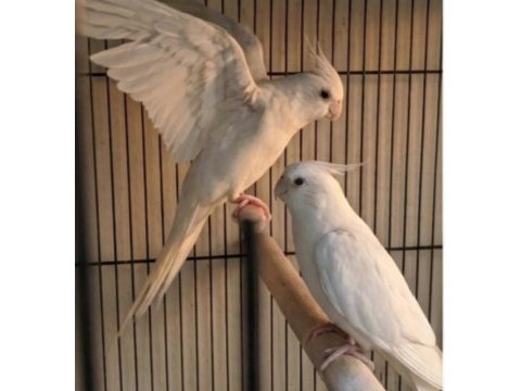 Yavru görmüş albino sultan papağanı takımlar