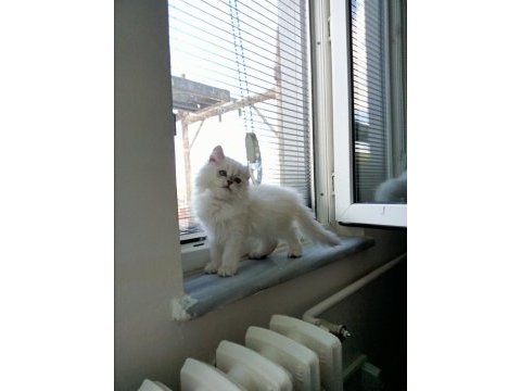 2 aylık safkan british longhair