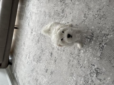 3 aylık yavru orijinal maltese terrier
