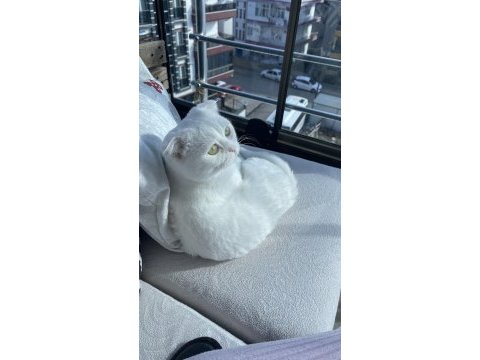 Erkek scottish fold kedisi