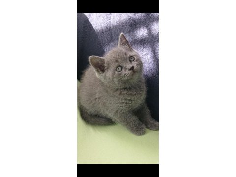 51 günlük british shorthair prensesimiz