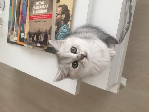 Evden show kalite british shorthair yavrular