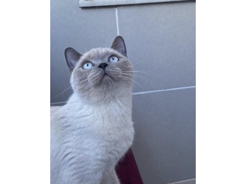 British shorthair şila yeni yuvasını arıyor